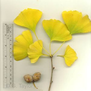 Ginkgo biloba foglie.jpg